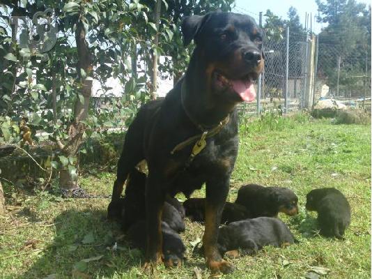 pwlountai koutavia rottweiler(thulika) 270E
