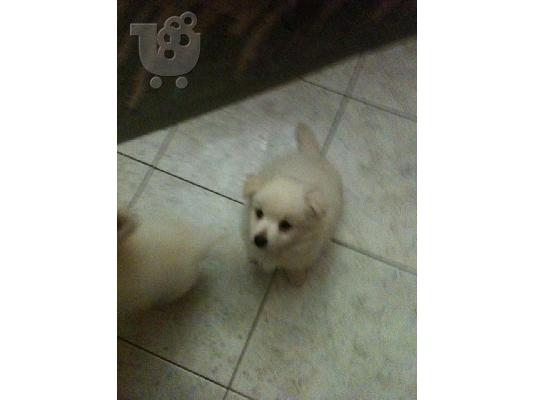 pomeranian