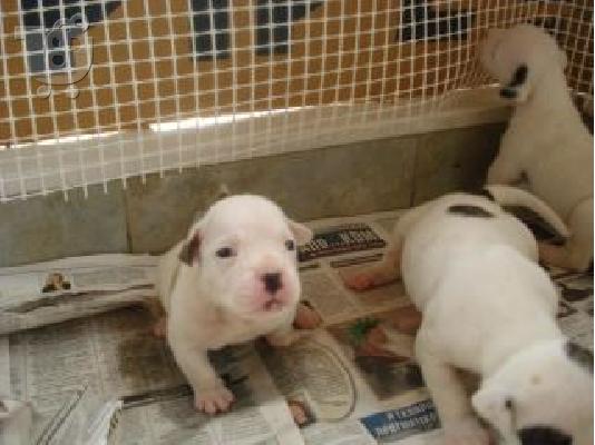 american bulldog