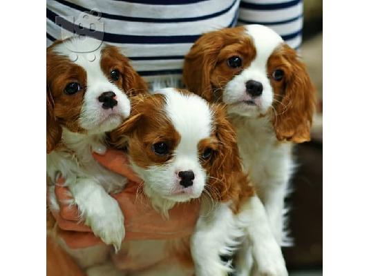 PoulaTo: Κουτάβια Cavalier King Charles Spaniel για υιοθεσία
