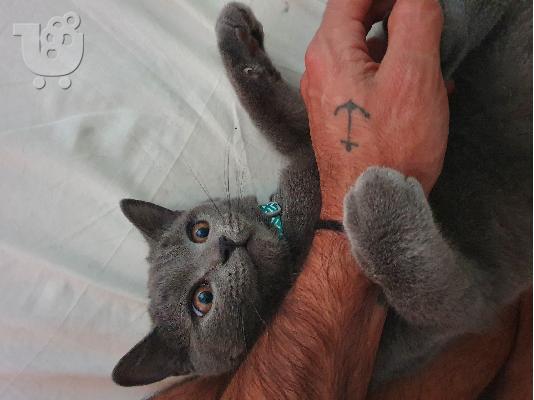 Ζευγάρωμα british shorthair γάτας