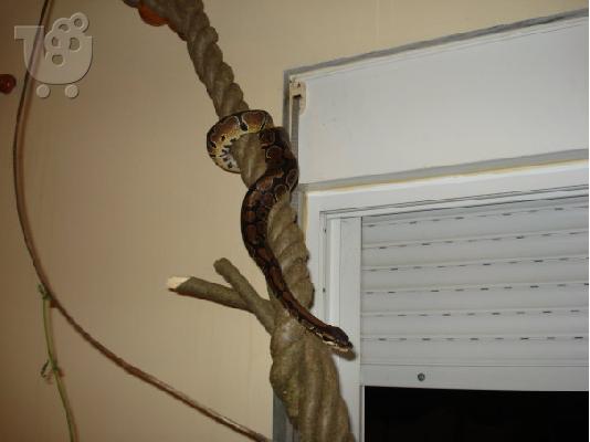 Ball Python  Φίδια Φίδια