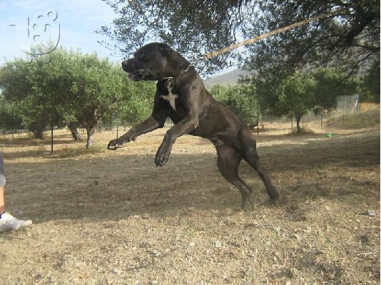 ΚΑΝΕ ΚΟΡΣΟ Μαστίφ Μαστίφ