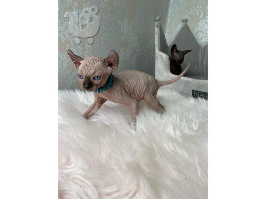 Γατάκια Elf Sphynx