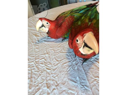 PoulaTo: 2 μωρό θηλυκό GreenWing Αρά