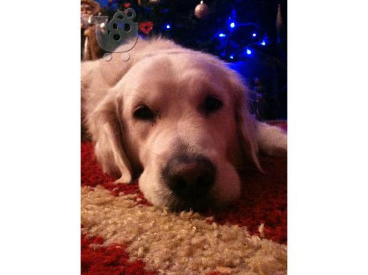 Ζητείται θηλυκό golden retriever για ζευγάρωμα