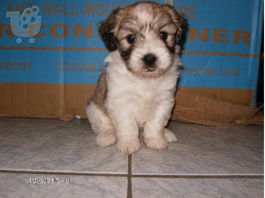 Maltese-Coton de tulear 