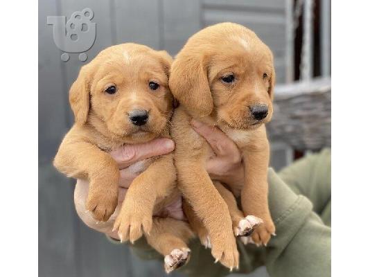 PoulaTo: Beautiful Labrador Puppies