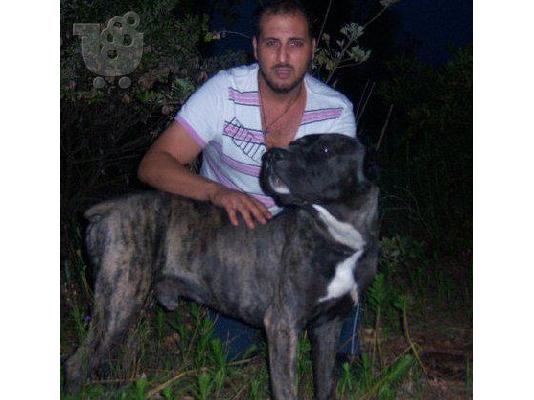 bandog mastiff