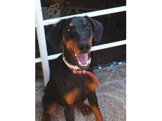 Θηλυκό Doberman 6 μηνών