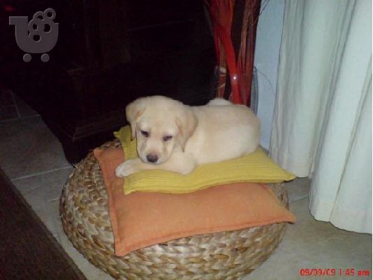 LABRADOR Λαμπραντόρ