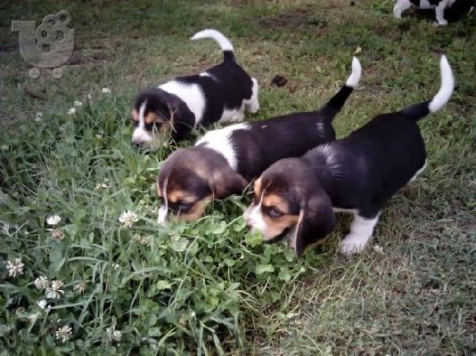 PoulaTo: BEAGLE