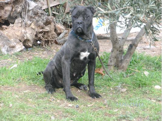 cane corso