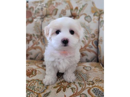 PoulaTo: Coton De Tulear - Κοτόν Ντε Τουλεάρ