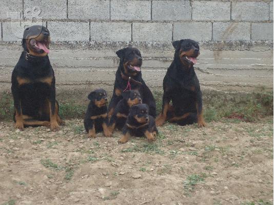 PoulaTo: ROTTWEILER