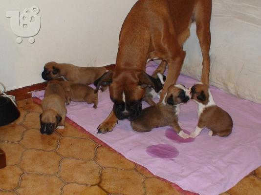 Boxer κουτάβια