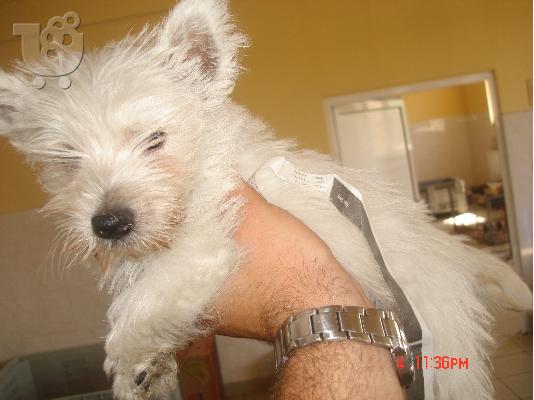 WEST HIGHLAND WHITE TERRIER