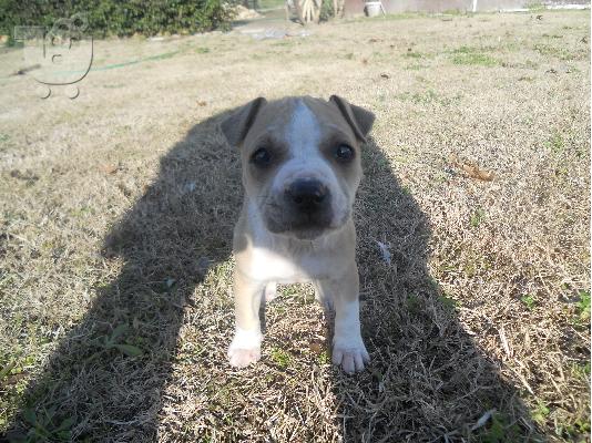PoulaTo: pit bull