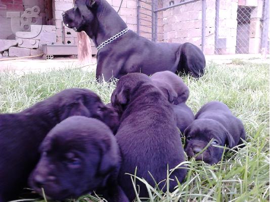 PoulaTo: katharoaima cane corso