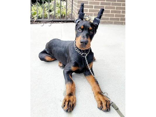 Adorable Doberman Puppies