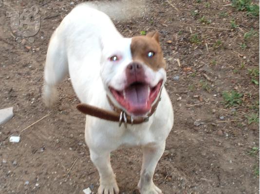 ΠΩΛΕΙΤΑΙ pitbull staffordshire