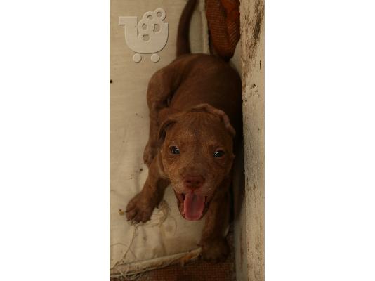 american PITbull REDnose 100%                6909104382
