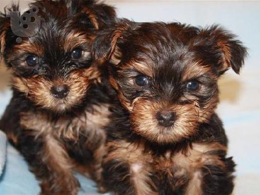 Jack Russell καθαροαιμα 6979314054 ΚΡΗΤΗ-ΑΘΗΝΑ-θεσσαλονικη