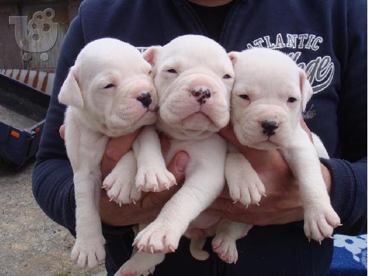 PoulaTo: DOGO ARGENTINO