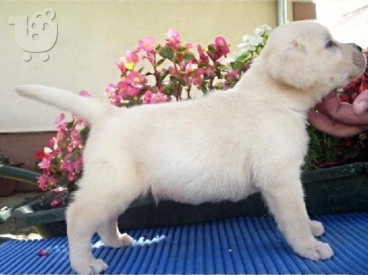 LABRADOR