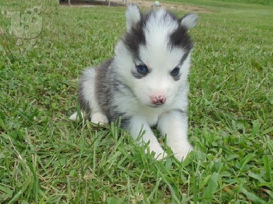 Akc Cool σπίτι έθεσε κουτάβια Σιβηρίας husky Διαθέσιμο