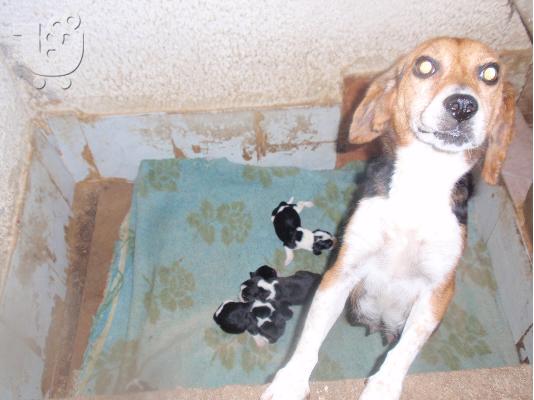 μπηγκλ beagle