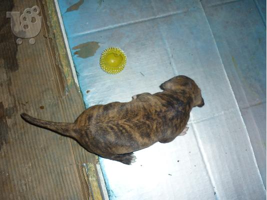 4  θηλυκα american alligator pitbull