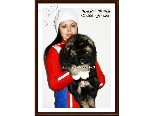 Caucasian Shepherd dogs