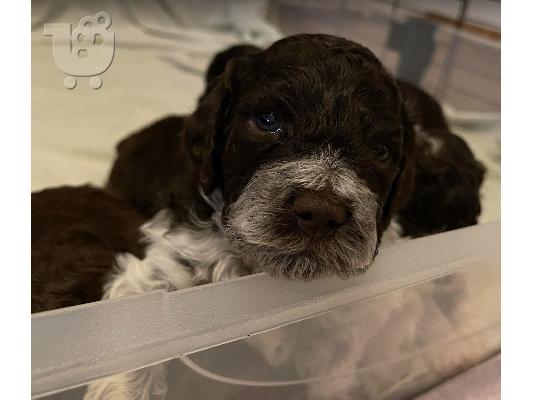 Κουτάβια Lagotto Romagnolo