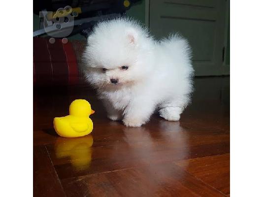 Ένα υπέροχο Pomeranian ψάχνει για ένα νέο σπίτι Έχουμε ένα...