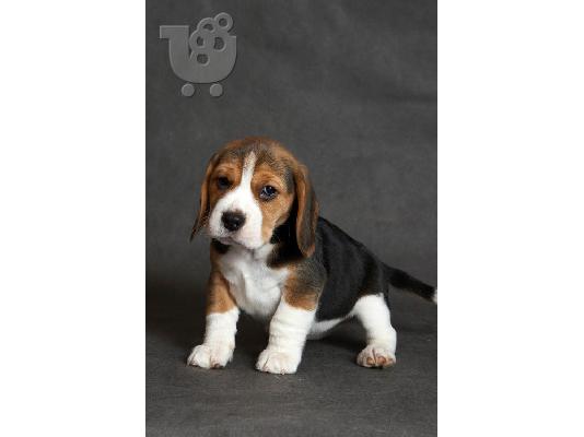 PoulaTo: BEAGLE