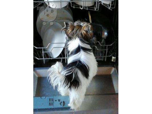 Yorkshire Terrier σκυλιά και κουτάβια προς πώληση