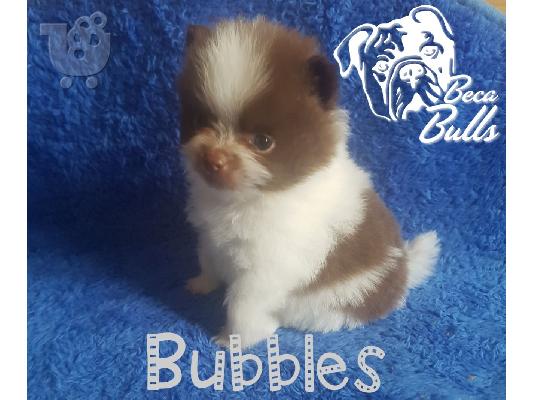 PoulaTo: Beautiful Pomeranian Puppies
