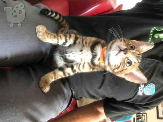 υπέροχα γατάκια BENGAl