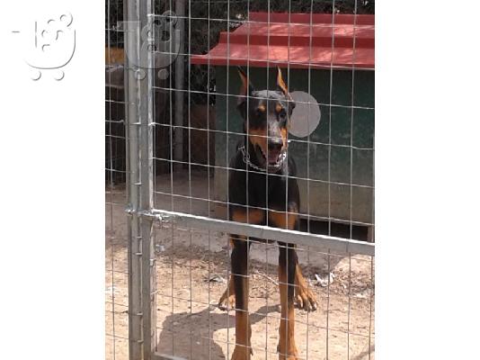 PoulaTo: κουτάβια Ντόμπερμαν-Doberman Puppies