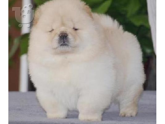 chow chow