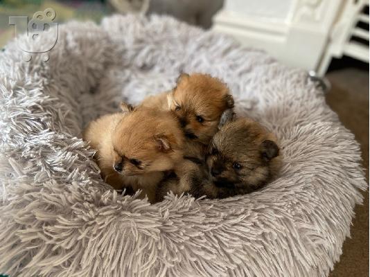 Εκπληκτικά κουτάβια Pomeranian