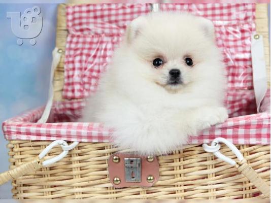 Πολύτιμα κουτάβια Pomeranian
