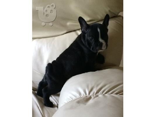 PoulaTo: fantastic male and female french bulldog ready for adoption
