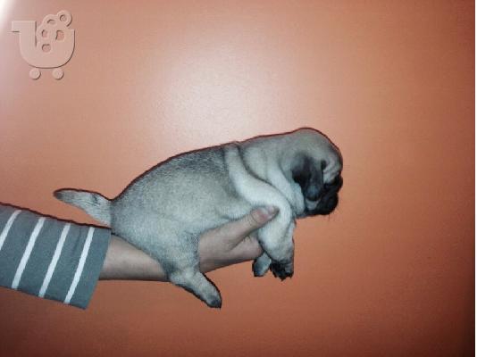 MOPS