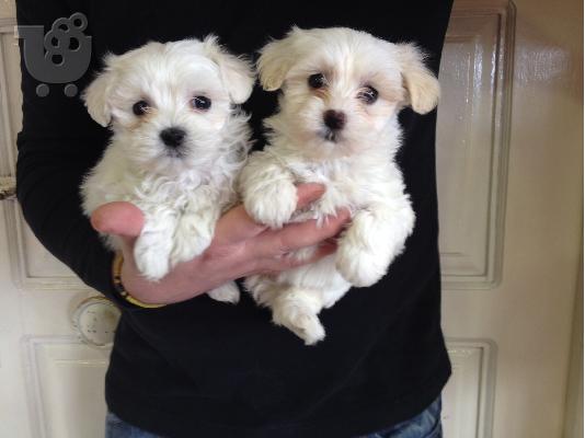 PoulaTo: maltese
