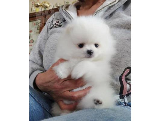 PoulaTo: Υπέροχα κουτάβια Pomeranian
