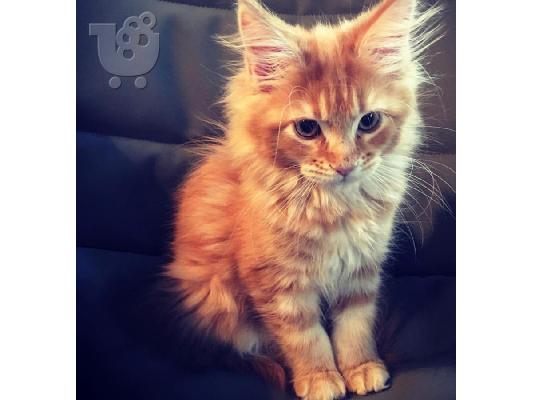 PoulaTo: Maine Coon Cats Διαθέσιμο