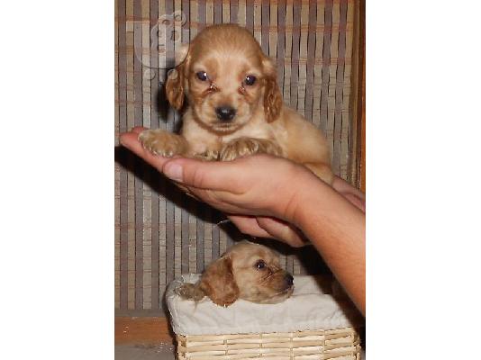 KOKER SPANIEL