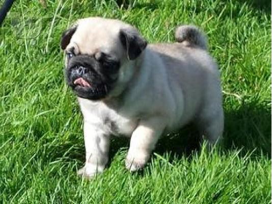 Carlino